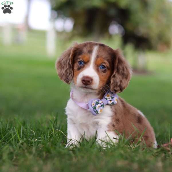 Jewel, Dachshund Puppy